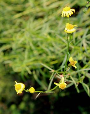 Fotografia 4 da espécie Senecio inaequidens no Jardim Botânico UTAD