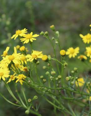 Fotografia 5 da espécie Senecio inaequidens no Jardim Botânico UTAD