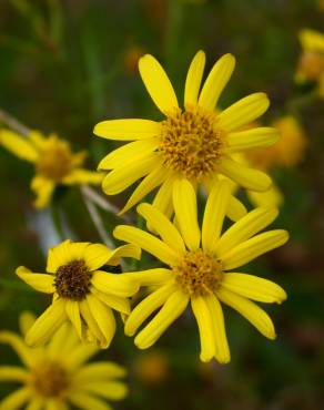 Fotografia 1 da espécie Senecio inaequidens no Jardim Botânico UTAD