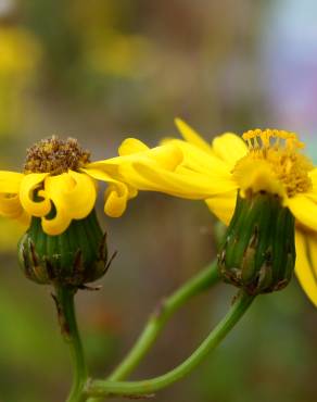 Fotografia 7 da espécie Senecio inaequidens no Jardim Botânico UTAD