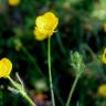 Fotografia 1 da espécie Ranunculus nemorosus do Jardim Botânico UTAD