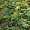 Fotografia 3 da espécie Ranunculus nemorosus do Jardim Botânico UTAD