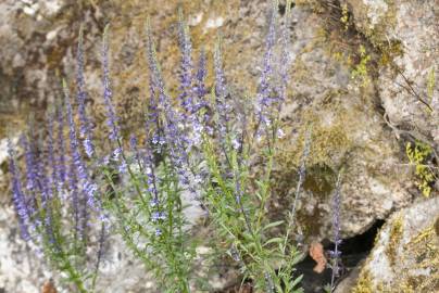 Fotografia da espécie Anarrhinum bellidifolium