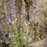 Fotografia 9 da espécie Anarrhinum bellidifolium do Jardim Botânico UTAD