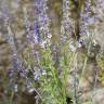 Fotografia 10 da espécie Anarrhinum bellidifolium do Jardim Botânico UTAD