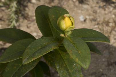 Fotografia da espécie Hypericum calycinum