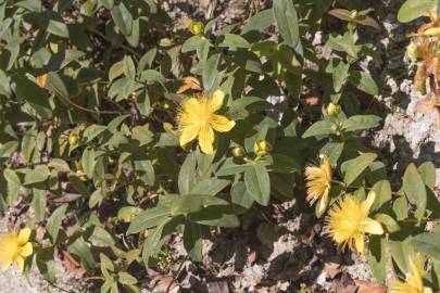 Fotografia da espécie Hypericum calycinum