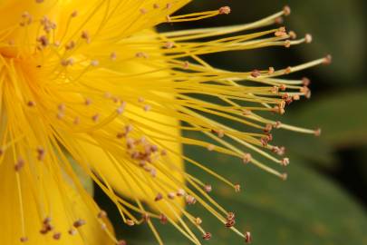 Fotografia da espécie Hypericum calycinum