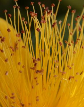 Fotografia 11 da espécie Hypericum calycinum no Jardim Botânico UTAD