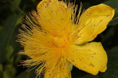 Fotografia da espécie Hypericum calycinum