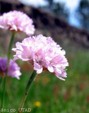 Fotografia 3 da espécie Armeria beirana no Jardim Botânico UTAD