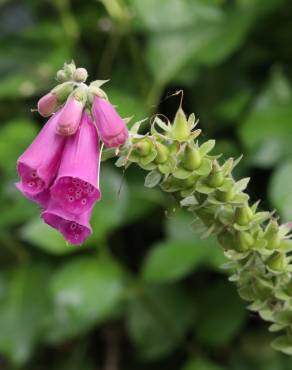 Fotografia 1 da espécie Digitalis purpurea subesp. purpurea no Jardim Botânico UTAD