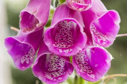 Fotografia da espécie Digitalis purpurea subesp. purpurea