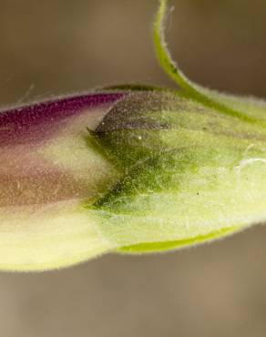 Fotografia 7 da espécie Digitalis purpurea subesp. purpurea no Jardim Botânico UTAD