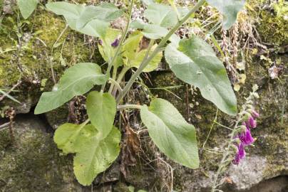 Fotografia da espécie Digitalis purpurea subesp. purpurea