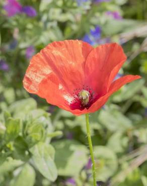 Fotografia 6 da espécie Papaver rhoeas no Jardim Botânico UTAD