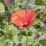 Fotografia 6 da espécie Papaver rhoeas do Jardim Botânico UTAD