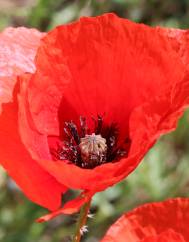 Papaver rhoeas