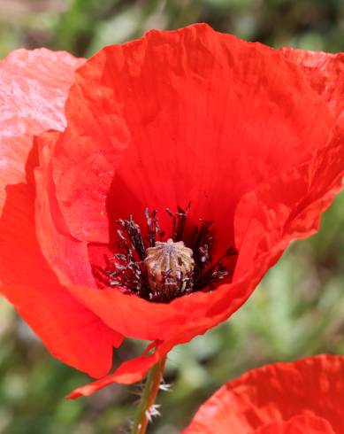 Fotografia de capa Papaver rhoeas - do Jardim Botânico