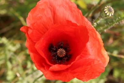 Fotografia da espécie Papaver rhoeas