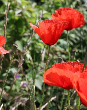 Fotografia 8 da espécie Papaver rhoeas no Jardim Botânico UTAD