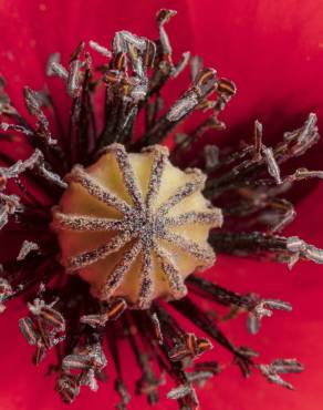 Fotografia 9 da espécie Papaver rhoeas no Jardim Botânico UTAD