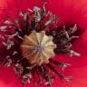 Fotografia 9 da espécie Papaver rhoeas do Jardim Botânico UTAD