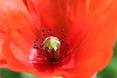 Fotografia da espécie Papaver rhoeas