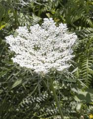 Daucus carota subesp. carota