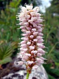 Fotografia da espécie Persicaria orientalis