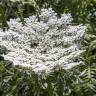 Fotografia 6 da espécie Daucus carota subesp. carota do Jardim Botânico UTAD