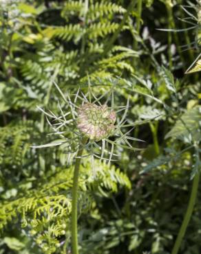 Fotografia 8 da espécie Daucus carota subesp. carota no Jardim Botânico UTAD