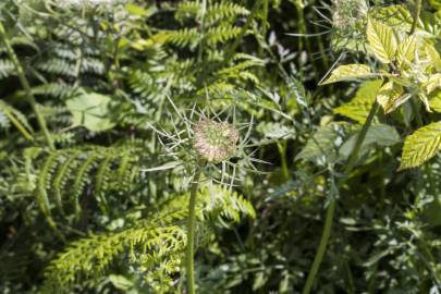 Fotografia da espécie Daucus carota subesp. carota