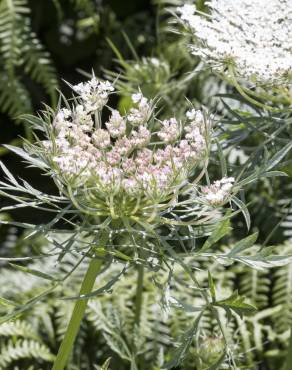 Fotografia 9 da espécie Daucus carota subesp. carota no Jardim Botânico UTAD