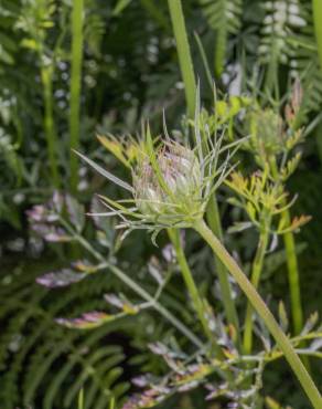 Fotografia 11 da espécie Daucus carota subesp. carota no Jardim Botânico UTAD