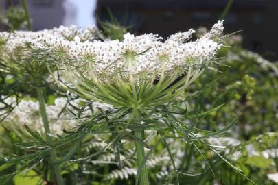 Fotografia da espécie Daucus carota subesp. carota