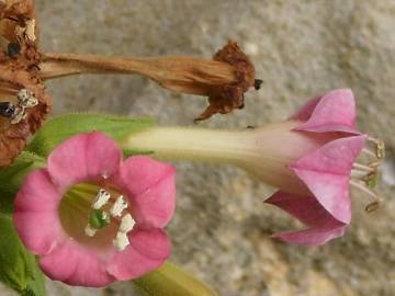 Fotografia da espécie Nicotiana tabacum