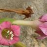 Fotografia 5 da espécie Nicotiana tabacum do Jardim Botânico UTAD