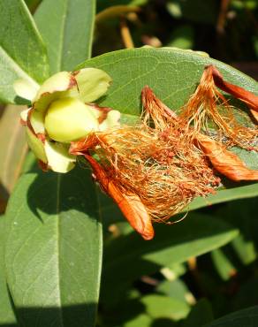 Fotografia 13 da espécie Hypericum calycinum no Jardim Botânico UTAD