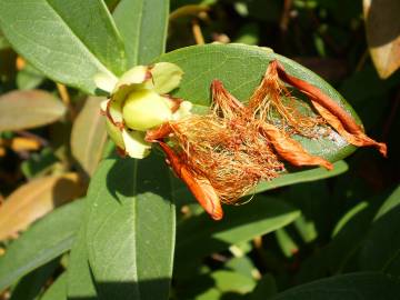 Fotografia da espécie Hypericum calycinum