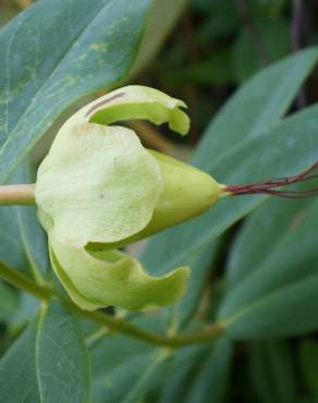 Fotografia 14 da espécie Hypericum calycinum no Jardim Botânico UTAD