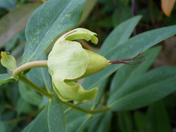 Fotografia da espécie Hypericum calycinum