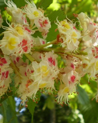 Fotografia de capa Aesculus hippocastanum - do Jardim Botânico