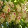 Fotografia 1 da espécie Aesculus hippocastanum do Jardim Botânico UTAD