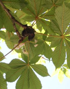 Fotografia 4 da espécie Aesculus hippocastanum no Jardim Botânico UTAD