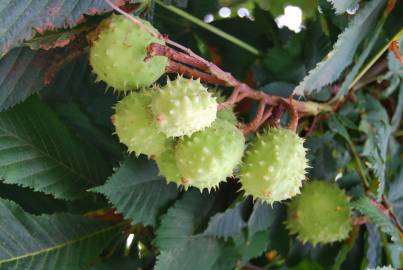 Fotografia da espécie Aesculus hippocastanum