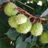 Fotografia 5 da espécie Aesculus hippocastanum do Jardim Botânico UTAD