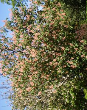 Fotografia 6 da espécie Aesculus x carnea no Jardim Botânico UTAD