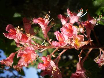 Fotografia da espécie Aesculus x carnea