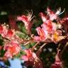 Fotografia 7 da espécie Aesculus x carnea do Jardim Botânico UTAD